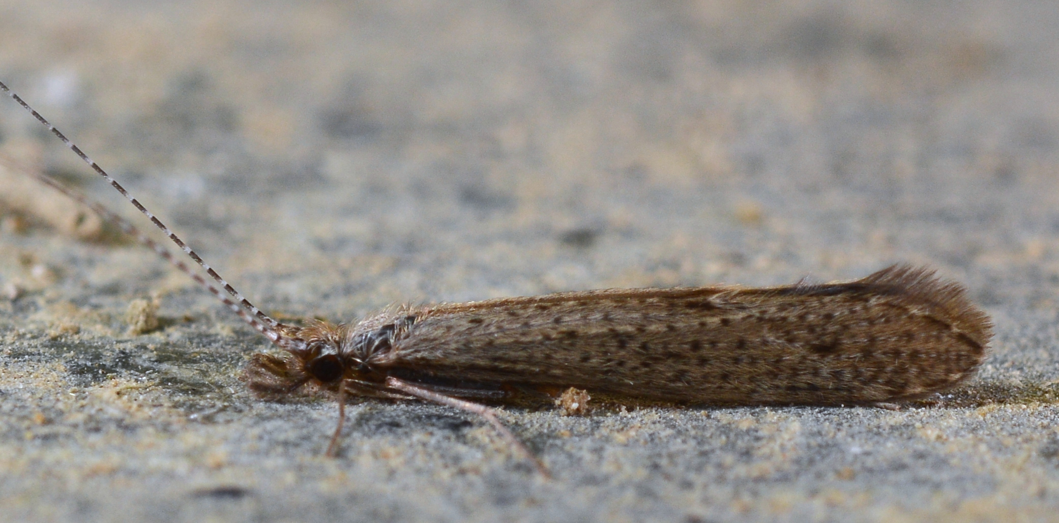 Leptocerus lusitanicus (McLachlan, 1884) : une espèce en extension d’aire et en augmentation numérique importante (Trichoptera, Leptoceridae)