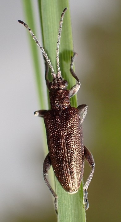 Update on the situation of Donacia springeri Müller, 1916 in metropolitan France (Coleoptera, Chrysomelidae, Donaciinae)