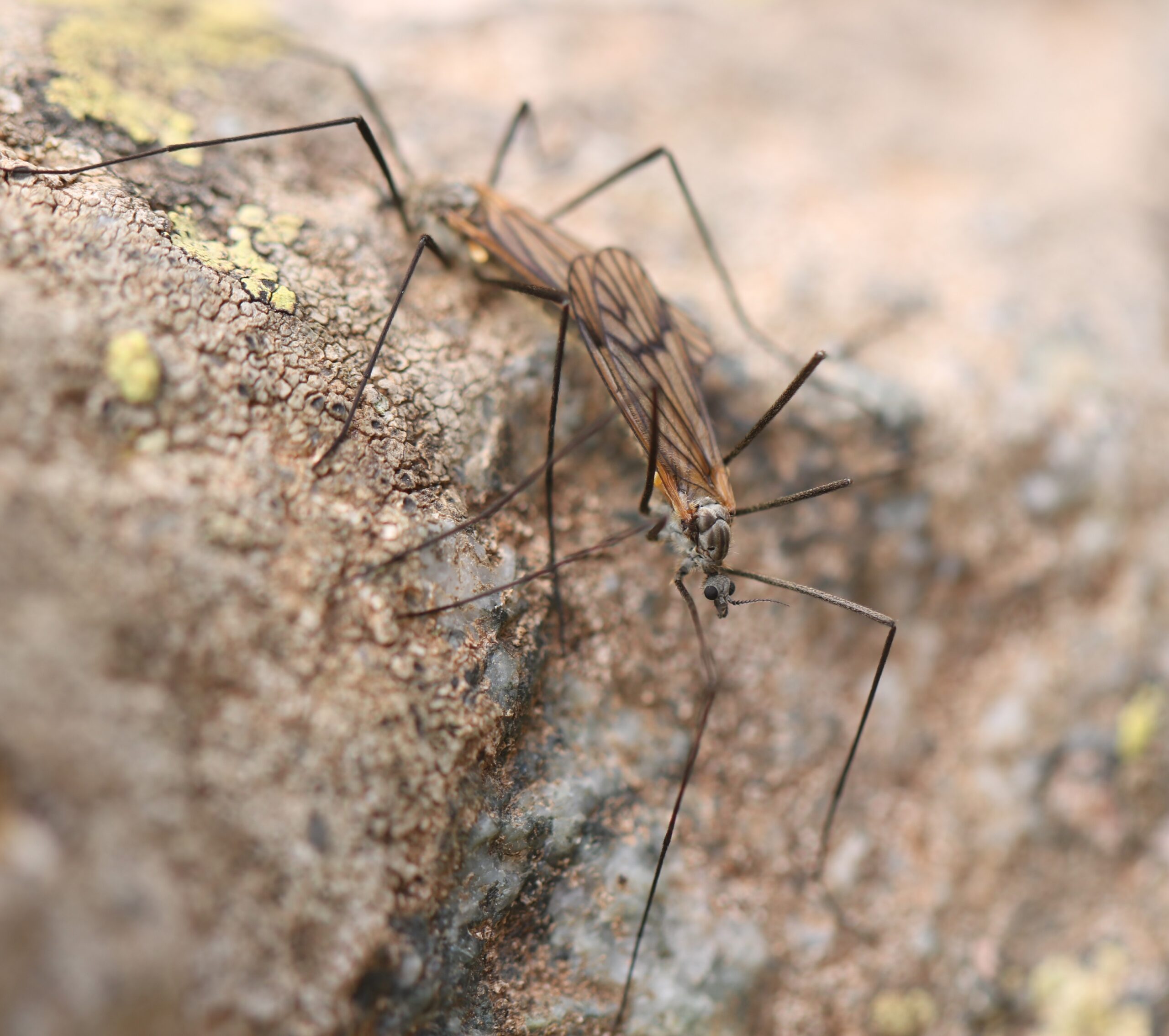 Le genre Rhypholophus (Kolenati, 1860) en France : synthèse des connaissances et première mention de R. malickyi (Mendl, 1975) pour la France (Diptera, Limoniidae)